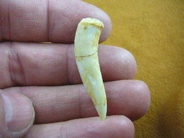 (f510-10) 1-1/8&quot; Enchodus Saber toothed Herring fish tooth Fossil I love... - $14.01