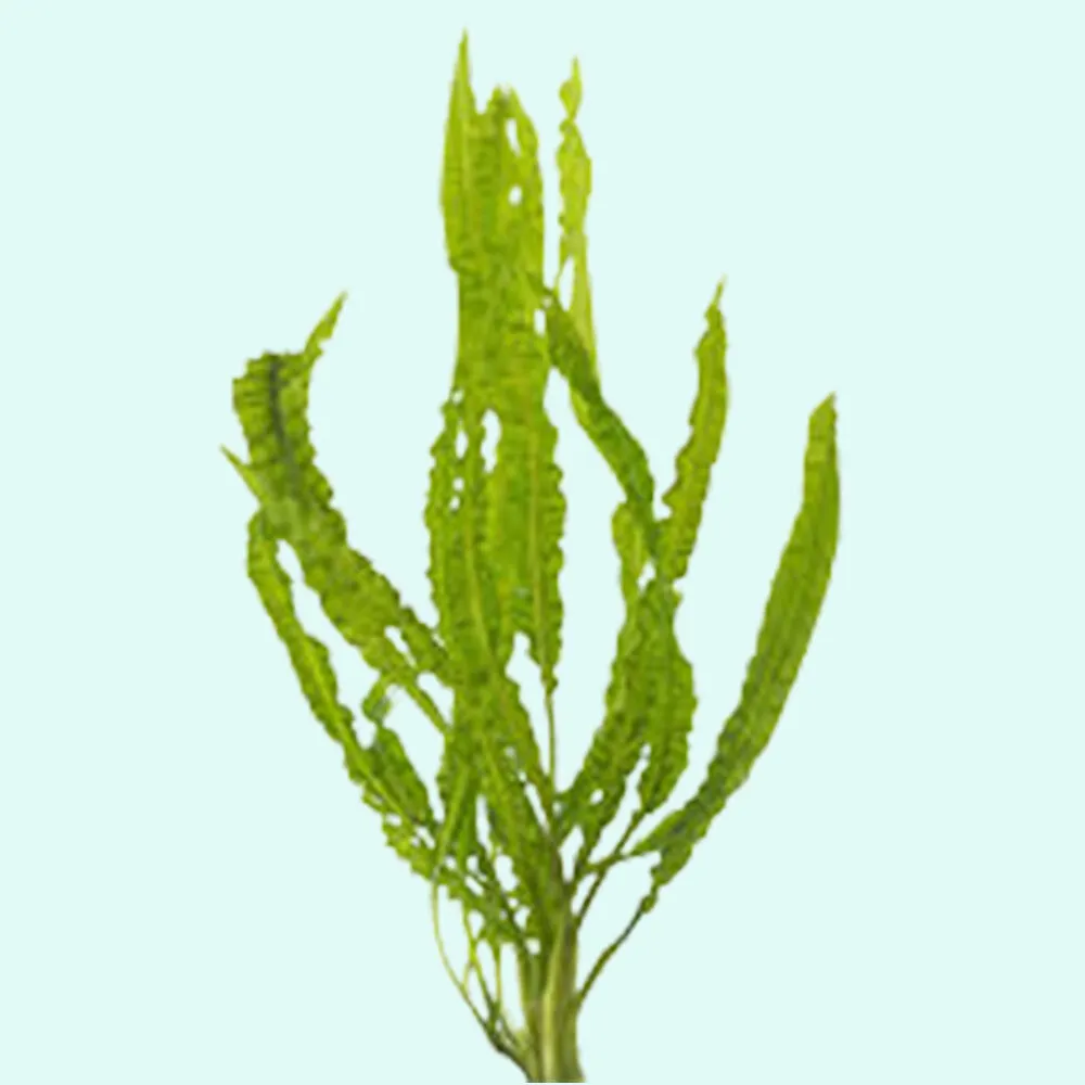 Medium Live Aquarium Plants Cryptocoryne Crypt Balansae  - $19.79