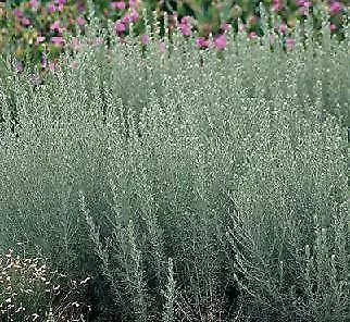 Artemisia frigida 5,000 seeds - $38.44