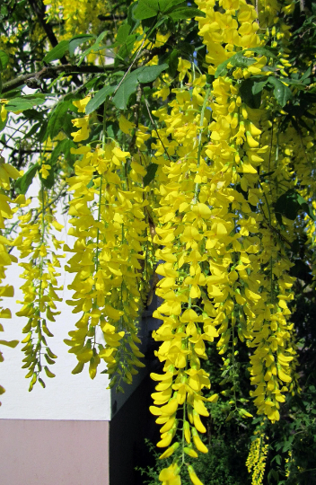 20 Golden Chain Tree Laburnum alpinum seeds  - $9.19