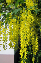 20 Golden Chain Tree Laburnum alpinum seeds  - £4.48 GBP