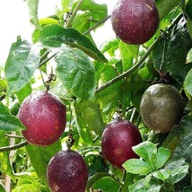 Passiflora Edulis Seeds, Exotic Purple Passion Fruit, Home Garden Planting Uniqu - £1.97 GBP