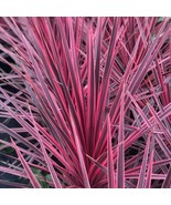 Pink Cordyline Charlie Boy Pink Plants False Dracaena Grass Plug Starter... - $80.00