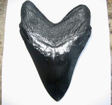 5 Inch Long Megalodon Tooth Replica Big Fossil Giant Relic Teeth Huge Shark Meg - £15.83 GBP