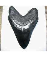 5 INCH LONG MEGALODON TOOTH REPLICA BIG FOSSIL GIANT RELIC TEETH HUGE SH... - $19.75
