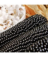 Dakota Black Popcorn Popping Purple Blue Ornamental Pop Corn Easy To Gro... - $12.89