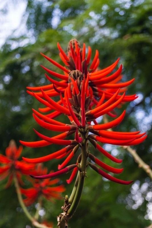 KKG 20 Kaffir Coral Tree Seeds For Planting US Seller - $18.37