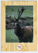 Set of 5 M S Sagafjord Norway Wildlife Menus Norwegian American Lines 1983 - $17.80