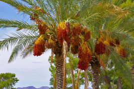 Palm Date Tree Phoenix Dactylifera Edible Fruit 10 Seeds Fresh Gardening USA SEL - $7.98