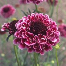 25 Beaujolais Bonnets Scabiosa Pincushion Seeds Flower Perennial - £13.41 GBP