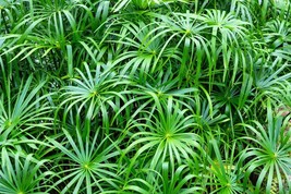 KKG 50 Umbrella Tree Cyperus Involucratus Papayrus Sedge Seeds Fresh Garden - $8.89