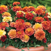 PPA 25+ Strawberry Blonde Marigold Seeds For Garden Planting - USA  - $7.12