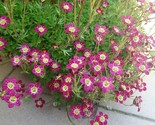 Sale 50 Seeds Purple Robe Saxifraga Saxifraga Arendsii Moss Rockfoil Eve... - $9.90