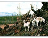 Goats at Yukon Game Farm Whitehorse Canada UNP Chrome Postcard Y12 - $2.92