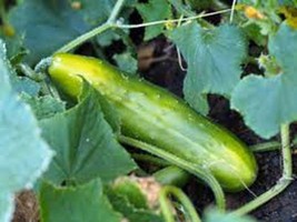 Cucumber Seed, Marketer, Heirloom, Organic, Non Gmo, 25+ Seeds, Garden Cucumber - £1.54 GBP