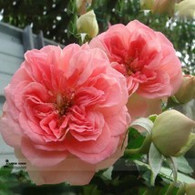 Double Pink F1 Flower Seeds Professional Pack 50 Seeds Light Fragrant Rose - £5.59 GBP