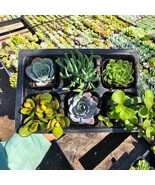Assorted Succulents | Succulent Sampler | Pack of 6 | 2in pot | Party Fa... - $19.79