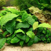 Aquarium Plants Anubias Coffeefolia Loose Rhizome Barteri - £31.46 GBP