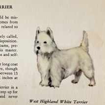 West Highland White Terrier 1939 Dog Breed Art Ole Larsen Color Print PC... - $29.99