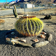 SD 25 Golden Barrel Ball Cactus Seeds Echinocactus Grusonii Flowering Ca... - $14.10