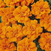 35 Bambino Bi-Color Orange And Yellow French Dwarf Marigold Seeds Annual Flower  - £14.20 GBP