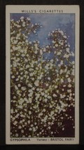 VINTAGE WILLS CIGARETTE CARDS GARDEN FLOWERS GYPSOPHILA No # 23 NUMBER x... - $1.71