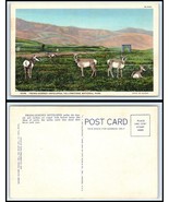 Yellowstone National Park Postcard - Prong Horned Antelopes P18 - €2,45 EUR