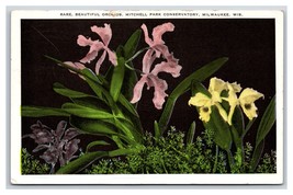Orchids in Mitchell Park Conservatory Milwaukee Wisconsin WI WB Postcard V3 - £2.33 GBP