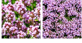 1500 Seeds CREEPING THYME Thymus pulegioides Wild Groundcover Fragrant Lavender  - £21.23 GBP