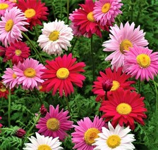 BPA Multi Color Painted Daisy Seeds 200 Seeds From US - £6.37 GBP