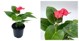 Flamingo Lily, Anthurium Pink, andraeanum Linden Painter&#39;s Palette in 4 inch Pot - £45.77 GBP