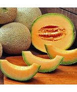 50 Melon Fruit Summer Seeds lanandlan - £3.94 GBP