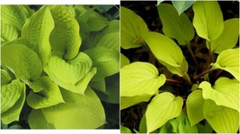 Live Plant - Fire Island Hosta - Rooted Potted- 1 Plant in Quart Pot - G... - $65.99