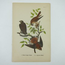 Bird Litho Print Broad-winged Hawk Sparrow Hawk John James Audubon Antique 1890 - £15.71 GBP