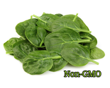 150 Seeds Giant Noble Spinach Non-Gmo Heirloom - $9.60