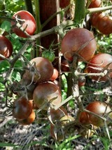 Dikovinka Tomato - 10+ Seeds - Russian Chocolate Cherry (P 376) - £2.35 GBP