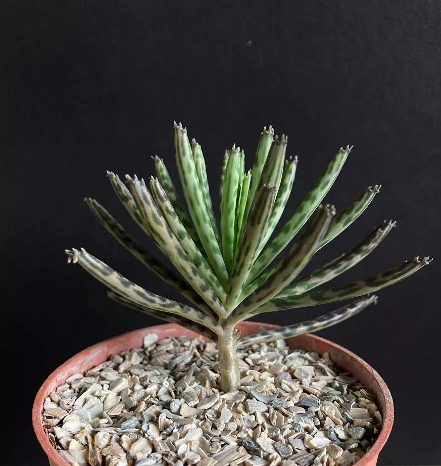 CHANDELIER PLANT KALANCHOE bryophyllum tubiflora tubiflorum 4&quot; succulent... - $23.35