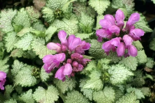 200 Seeds Spotted Deadnettle Lamium Maculatum Purple Lavender Ground Cover 6 - £8.72 GBP