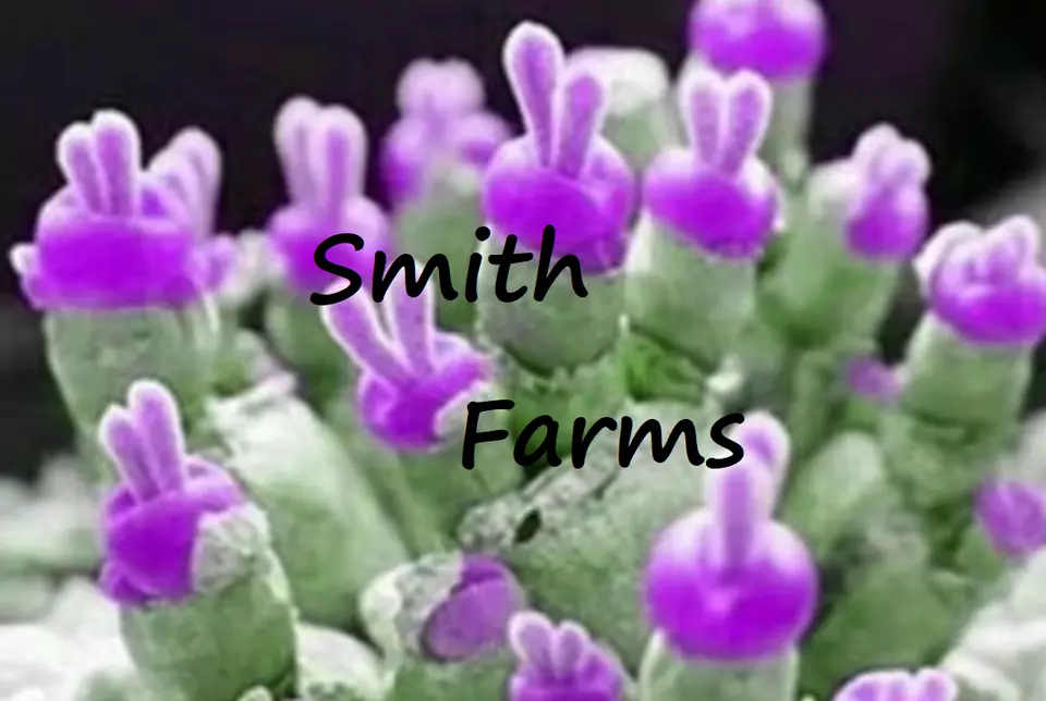 RAFH 25 Seeds Rabbit Ears Light Purple Succulent Cactus Aka Monilaria Obconica - £8.30 GBP