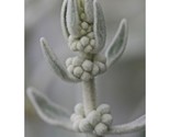 40 Organic Sage Seed Canary Island White Sage/Sideritis Oroteneriffae 6 - $7.49