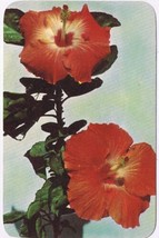 Postcard Glorious Hibiscus Blossoms In Tropical Florida - £2.33 GBP