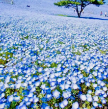 LD 1000 Baby Blue Eyes Seeds Flower Groundcover Drought Tolerant Fast Sh... - $9.33