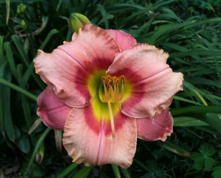Daylily ELEGANT CANDY reblooming pink &amp; red hemerocallis Perennial plant - $532.83 MXN