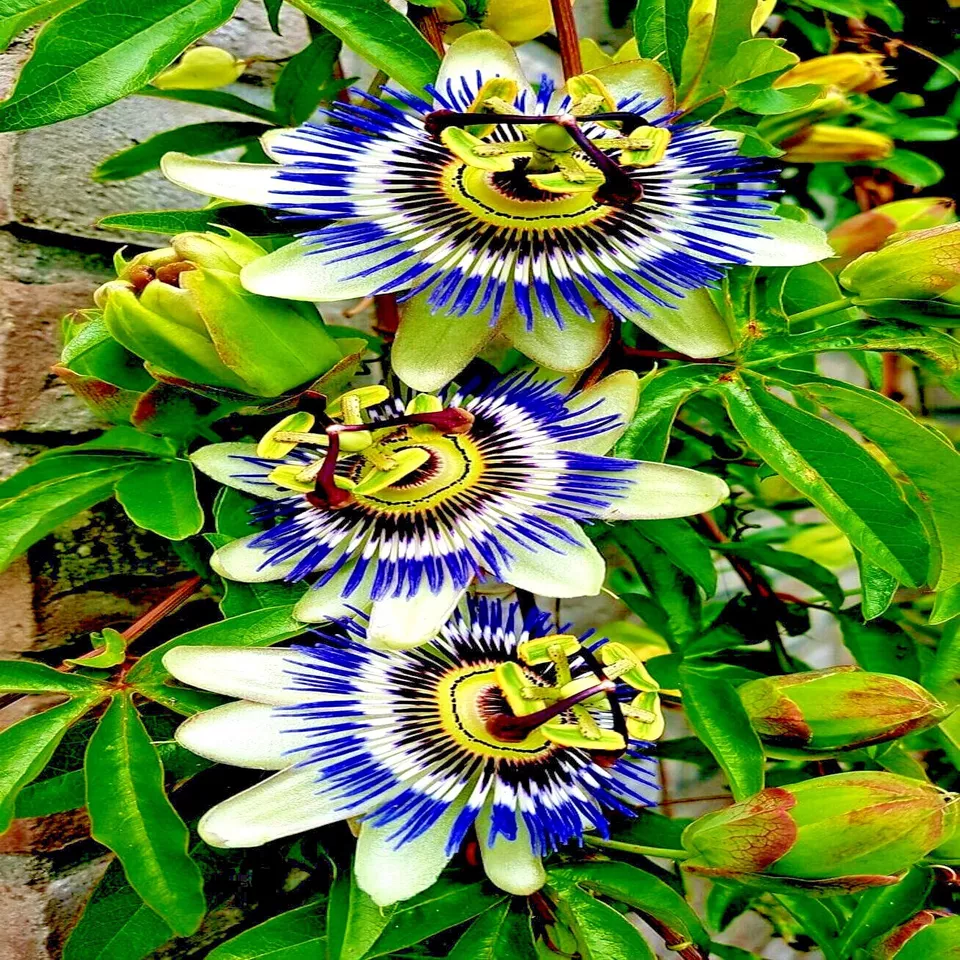 Blue Passion Flower Climber Vine Fruit Plant Hummingbirds &amp; Butterflies 10 Seeds - $11.95