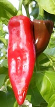 Grow 25 Big Jim Pepper Seeds Numex Peppervegetable Culinary Salsa  - £6.80 GBP