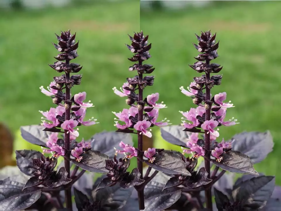 Dark Opal Purple Basil Heirloom Culinary Herb Seeds - B285 - $8.07