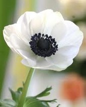 20 White Anemone  Flower Seeds  Perennial From US - $9.50