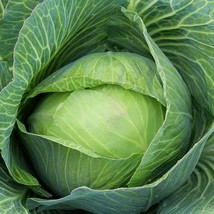Golden Acre Cabbage Seeds, NON-GMO, Variety Sizes, FREE SHIPPING - $1.67+