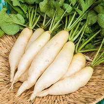 100 Seeds White Icicle Radish Heirloom Seeds Bloom Fast Garden Transforms - $8.35