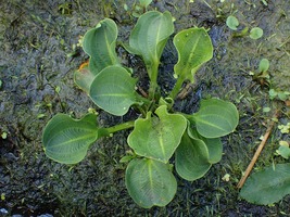 Alisma Subcordatum Mud Plantain 1000 Seeds for Planting - American Water Plantai - £13.54 GBP